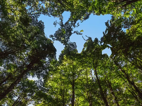 Defesa Ambiental